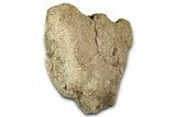 Bargain, Fossil Dinosaur Vertebra Centrum - Montana #351953-2